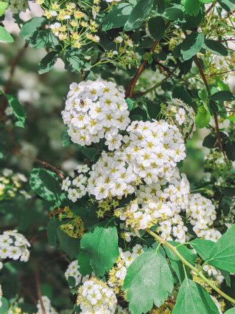 Photo for Flowering plant white Spiraea arguta. flowering bush - Royalty Free Image