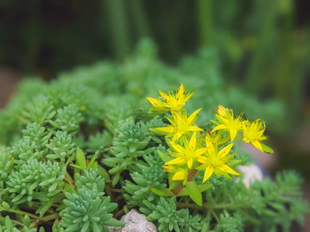 Foto de Sedum acre, comúnmente conocido como el goldmoss stonecrop, primer plano flores amarillas - Imagen libre de derechos