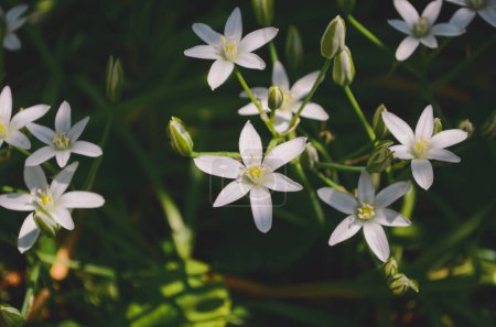 Téléchargez les photos : Ornithogalum umbellatum est une plante bulbeuse des Asparagaceae aux fleurs blanches - en image libre de droit