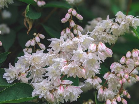 Photo for Deutzia scabra Plena: compendium of blooms in the garden in early summer close up - Royalty Free Image