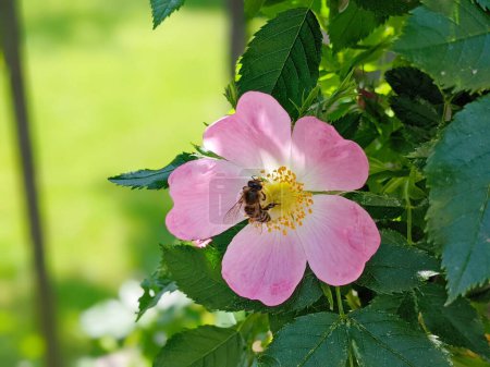 Photo for Close up of a dog rose with copyspace, Rosa canina, with green leaves in summer. - Royalty Free Image