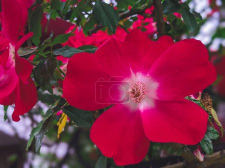 Téléchargez les photos : Belle rose dogrose fleurs nature fond - en image libre de droit