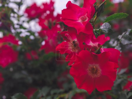 Téléchargez les photos : Belle rose dogrose fleurs nature fond - en image libre de droit