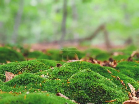 Schöne grüne Moos auf dem Boden, Moos Nahaufnahme, Makro. Schöner Hintergrund aus Moos für Tapeten.