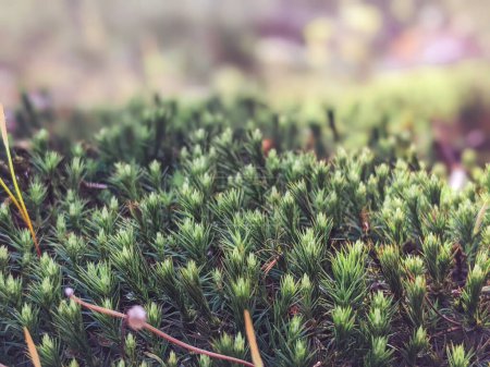 Téléchargez les photos : Polytrichum juniperinum, mousse de genièvre - en image libre de droit