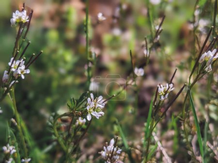 Foto de Arabidopsis thaliana, el berro tálico, berro de oreja de ratón, arabidopsis, flor de berro tálico, flor de mostaza blanca, flor de mostaza, Brassicaceae - Imagen libre de derechos