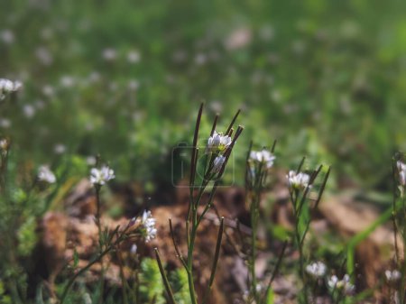Foto de Arabidopsis thaliana, el berro tálico, berro de oreja de ratón, arabidopsis, flor de berro tálico, flor de mostaza blanca, flor de mostaza, Brassicaceae - Imagen libre de derechos