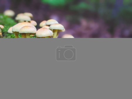 Téléchargez les photos : Champignon poussant dans un lit de mousse vert vif. Le champignon est au centre de l'image et a une faible profondeur de champ, avec l'accent sur le champignon et la mousse floue en arrière-plan. - en image libre de droit
