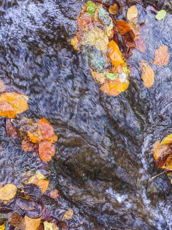 Foto de Hojas caídas de otoño junto a los arroyos de un río forestal. arroyos de otoño - Imagen libre de derechos