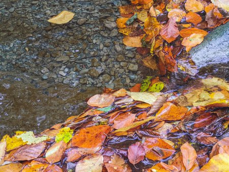 Foto de Hojas caídas de otoño junto a los arroyos de un río forestal. arroyos de otoño - Imagen libre de derechos