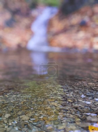 Photo for Fallen autumn leaves by a forest river creeks. Autumn river creeks - Royalty Free Image