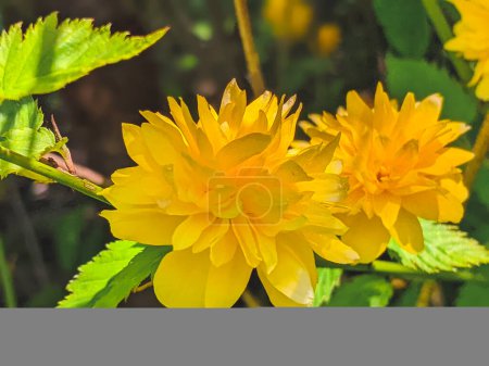 Téléchargez les photos : Détails d'une plante à fleurs jaunes, Kerria japonica pleniflora, double fleur - en image libre de droit