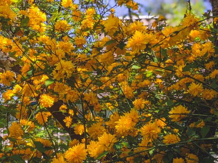 Téléchargez les photos : Détails d'une plante à fleurs jaunes, Kerria japonica pleniflora, double fleur - en image libre de droit