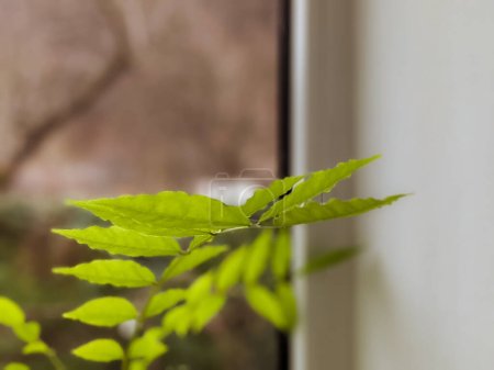 Photo for Wisteria branch isolated on the window close up - Royalty Free Image
