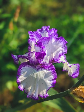 Close-up of a flower of bearded iris blue and white on blurred green natural background. Blue iris flowers are growing in a garden.
