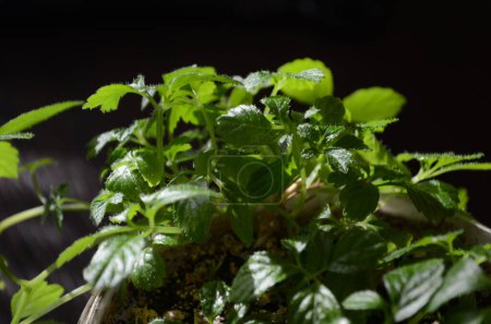 Téléchargez les photos : Herbe miracle, ginseng du sud Gynostemma pentaphyllum Makino fermer - en image libre de droit