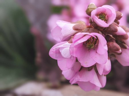 Elephants ears or Bergenia purpurascens with large, oval, glossy leaves and many purple flowers. Bergenia crassifolia or cordifolia is thick-leaved, flowering plant in the family Saxifragaceae.