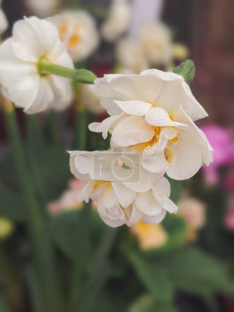 Daffodil Narcissus Bridal Crown flowers growing in the garden