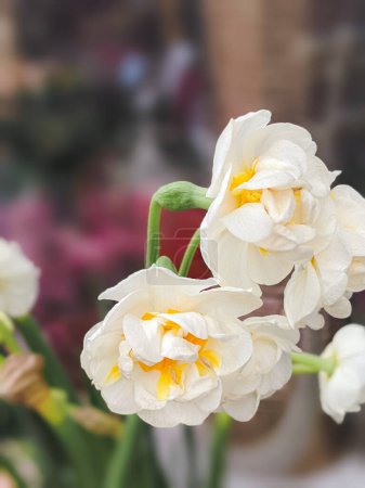 Narciso Narciso Flores de la corona nupcial que crecen en el jardín