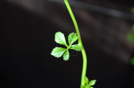 Téléchargez les photos : Herbe miracle, ginseng du sud Gynostemma pentaphyllum Makino fermer - en image libre de droit