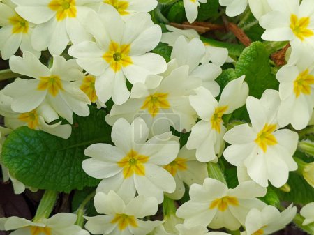 Primula vulgaris, the common primrose or English primrose, European flowering plant, family Primulaceae, first flowers to appear in spring growing from leaf rosette, pale yellow petals, actinomorphic