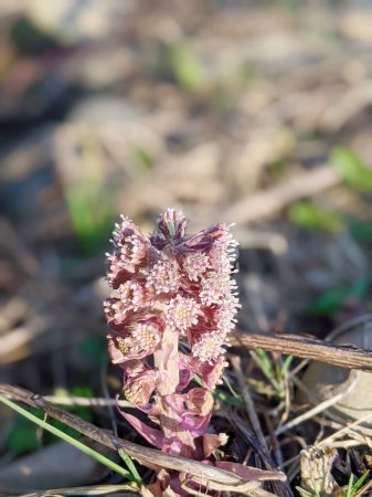 Usine de butterbur violet Petasites Hybridus Floraison dans la nature au début du printemps. Une fleur de butterbur (Petasites hybridus) en fleurs dans la prairie