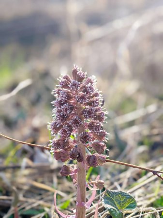 Purple Butterbur Pflanze Petasites Hybridus blüht in der Natur im zeitigen Frühling. Eine blühende Schmetterlingsblume (Petasites hybridus) auf der Wiese