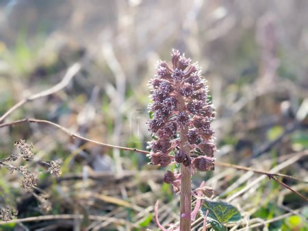 Purple Butterbur Plant Petasites Hybridus Flowering in Nature in Early Spring. A blooming butterbur (Petasites hybridus) flower in the meadow