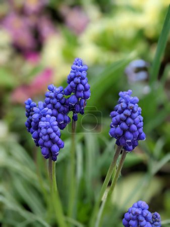 Foto de Flores de muscari, Muscari armeniacum, Hiacintos de uva flores de primavera floreciendo. Muscari armeniacum planta con flores azules - Imagen libre de derechos