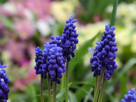 Foto de Flores de muscari, Muscari armeniacum, Hiacintos de uva flores de primavera floreciendo. Muscari armeniacum planta con flores azules - Imagen libre de derechos