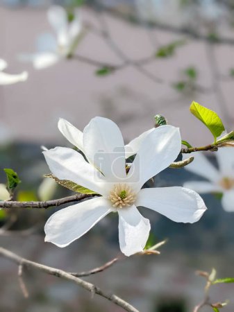 Blühende Magnolienkobus-Blüte aus nächster Nähe im Frühling.
