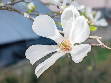 Photo for Blossoming Magnolia kobus flower close-up in spring. - Royalty Free Image
