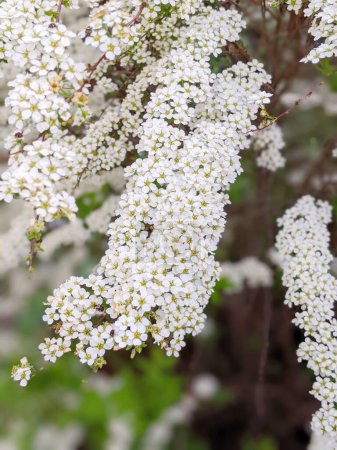 Flowering branches of Spiraea vanhouttei in the spring garden in May - selective focus, copy space