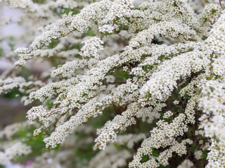 Flowering branches of Spiraea vanhouttei in the spring garden in May - selective focus, copy space