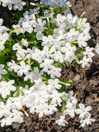 Flox de musgo blanco. Phlox subulata. Maischnee florecer en un jardín en mayo