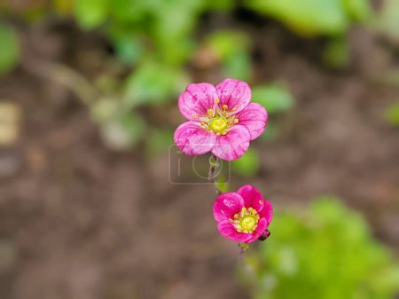 Mossy Saxifrage pink flowers - Latin name - Saxifraga Pixie Rose