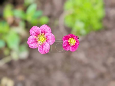 Mossy Saxifrage pink flowers - Latin name - Saxifraga Pixie Rose