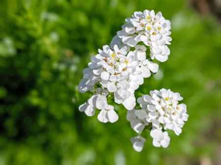 Iberis sempervirens immergrüne Süßigkeitenblüten in Blüte, Gruppe weißer, frühlingshaft blühender Felspflanzen, saisonaler Hintergrund