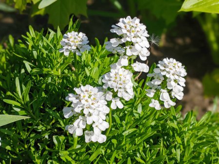 Iberis sempervirens evergreen candytuft perenial flowers in bloom, group of white springtime flowering rock plants, seasonal background