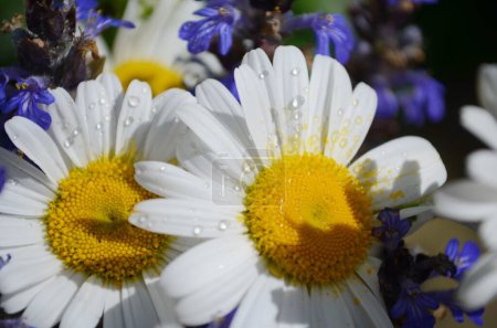 Wilde Gänseblümchen blühen auf der Wiese, weiße Kamillen auf grünem Grashintergrund. Oxeye daisy, Leucanthemum vulgare, Gänseblümchen, Dox-eye, Gänseblümchen, Dog daisy, Gartenkonzept.