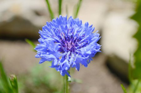 blue cornflower on green meadow close up