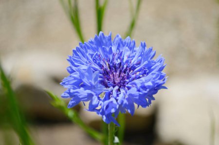 blue cornflower on green meadow close up