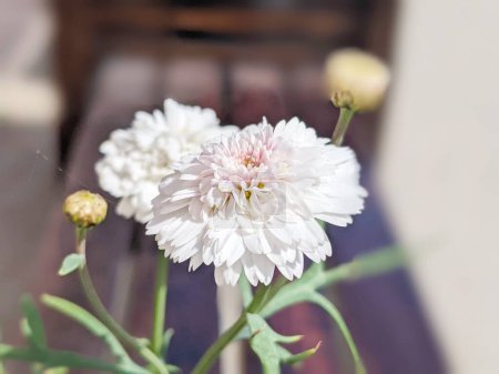 aciano blanco y rosa 'Botón de soltero' en flor