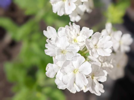 Elegancia pura: Verbena blanca Flores para tu fondo de pantalla