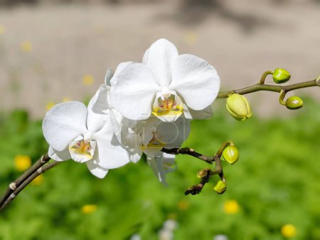 eine weiße Phalaenopsis-Orchidee, weiße Orchidee, Blumenhintergrund