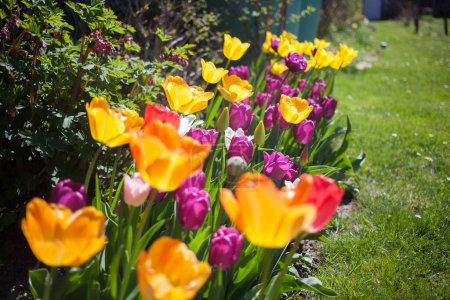 Téléchargez les photos : Incroyables tulipes colorées dans le jardin au printemps - en image libre de droit