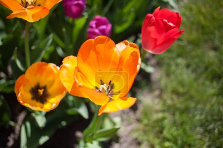 Téléchargez les photos : Gros plan de tulipes simples de couleur orange, avec d'autres tulipes floues autour, dans le jardin - en image libre de droit