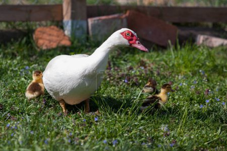 Moskauer Entenweibchen mit kleinen Küken im Permakultur-Garten, zusammen im Frühling