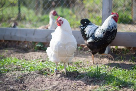 Hen and cock of Plymouth Rock chicken on traditional rural barnyard, in permaculture garden