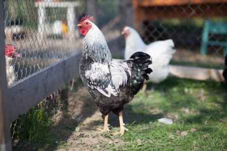 Cock of Plymouth Rock chicken on traditional rural barnyard, in permaculture garden